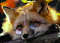 Аватар для Old Fox